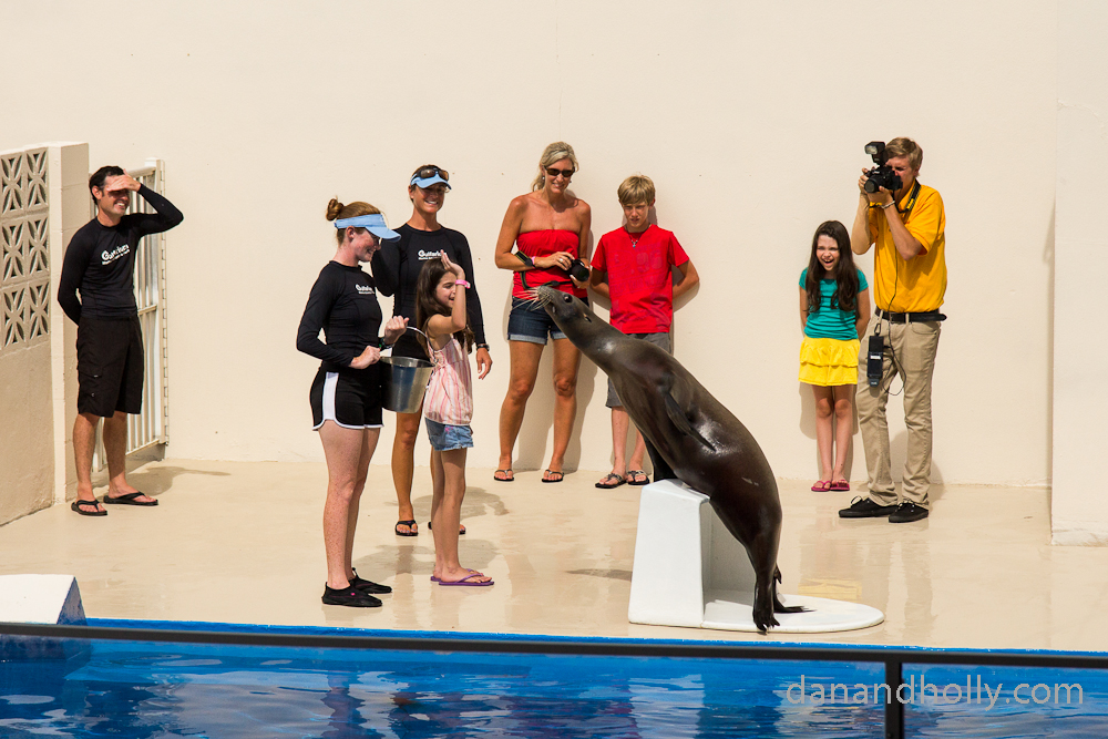 Sea lion encounter Sea lion encounter